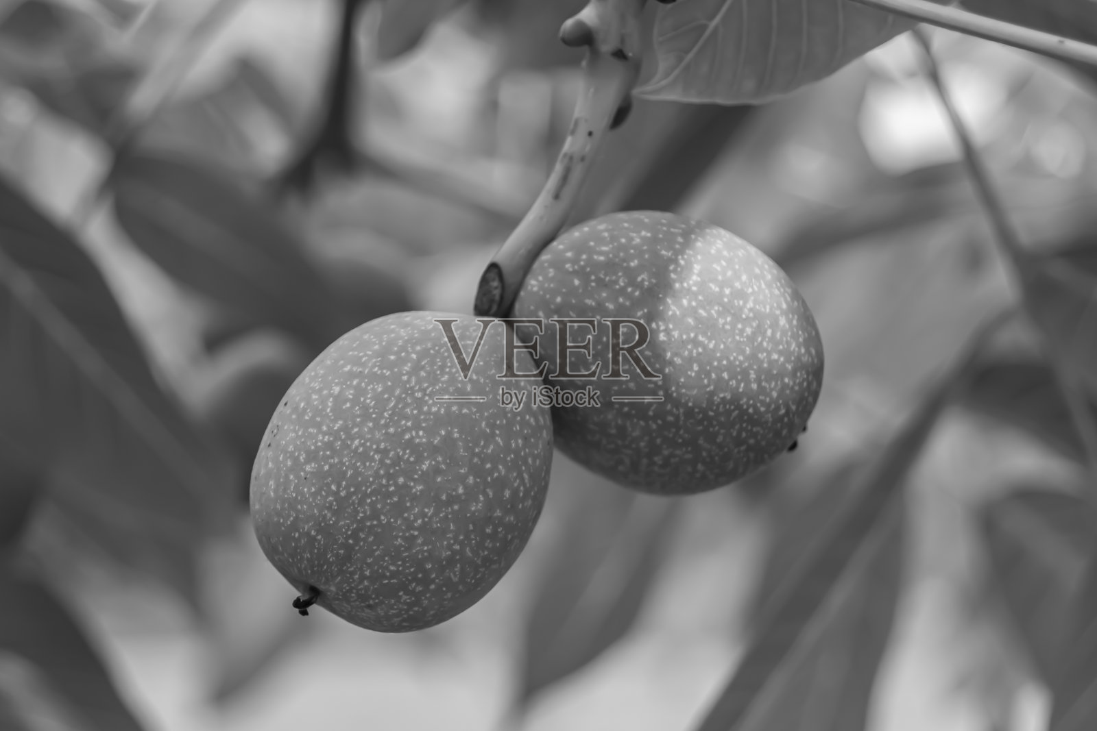 摄影主题美丽的坚果枝核桃树照片摄影图片