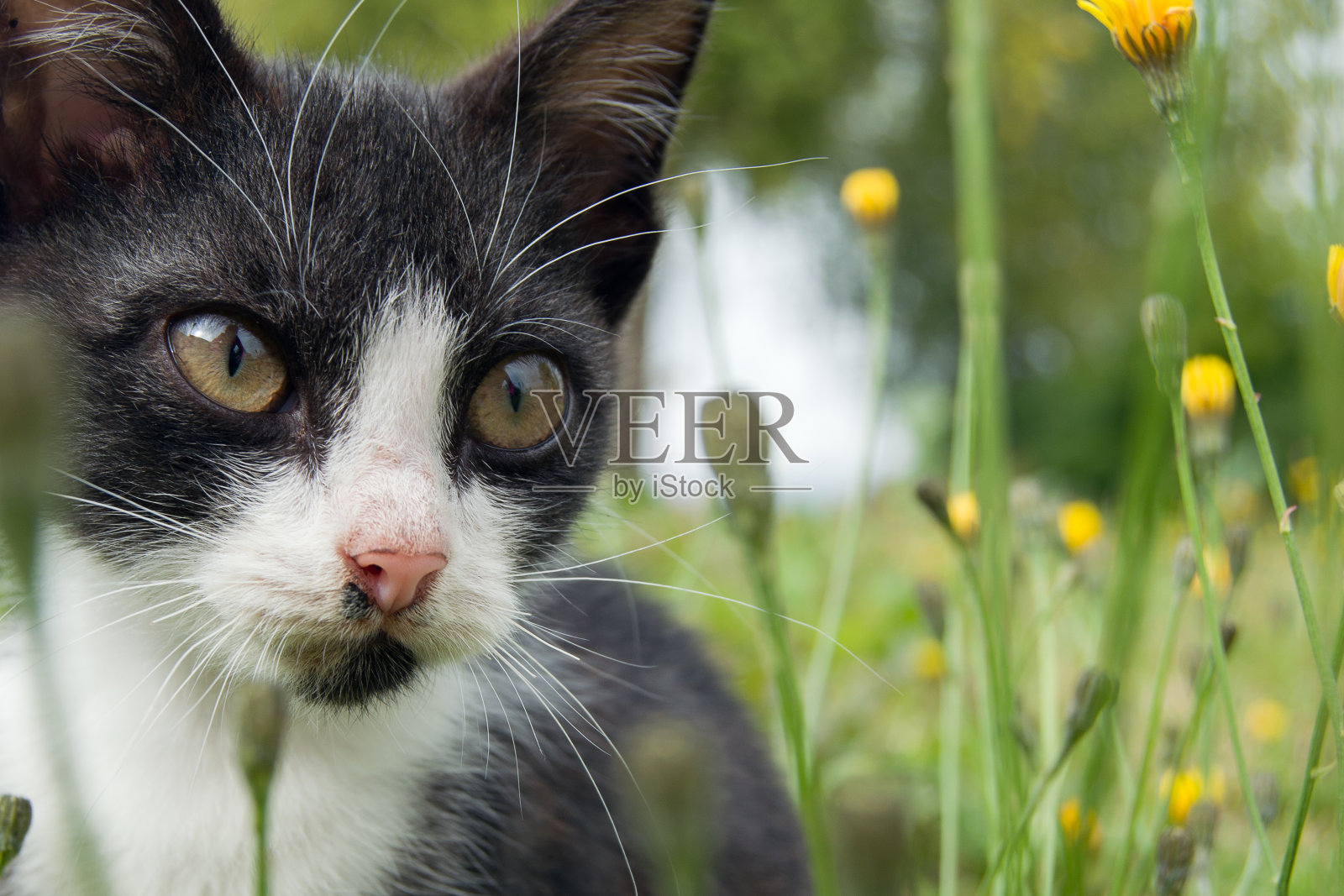 一只可爱的黑白相间的蓝眼睛小猫坐在绿色的草地上,上面有黄色的花。可爱的小猫与模糊的绿色背景照片摄影图片