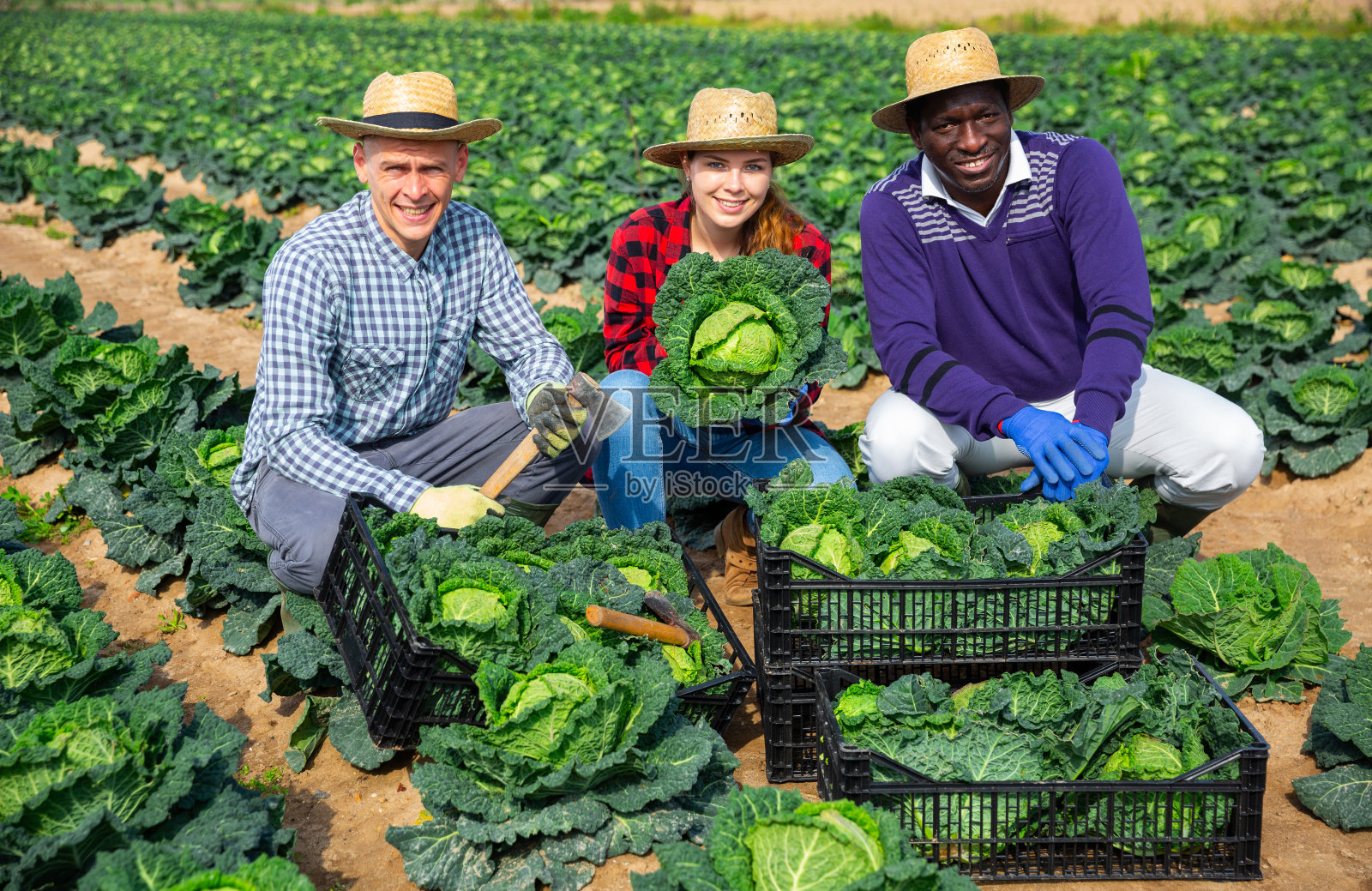 农民与收获的卷心菜合影照片摄影图片