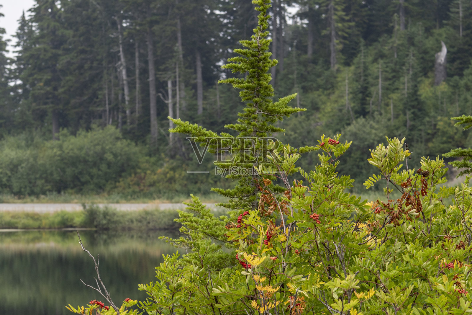 美国华盛顿州北喀斯喀特国家公园照片摄影图片