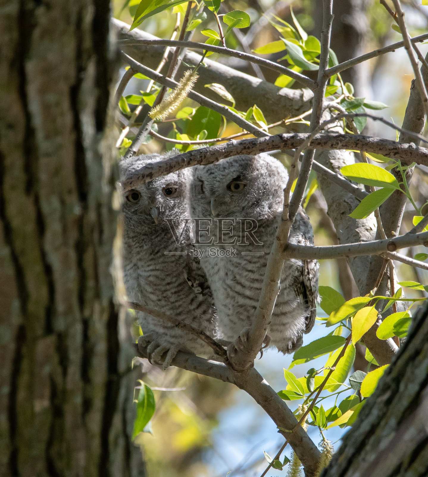圣。照片摄影图片