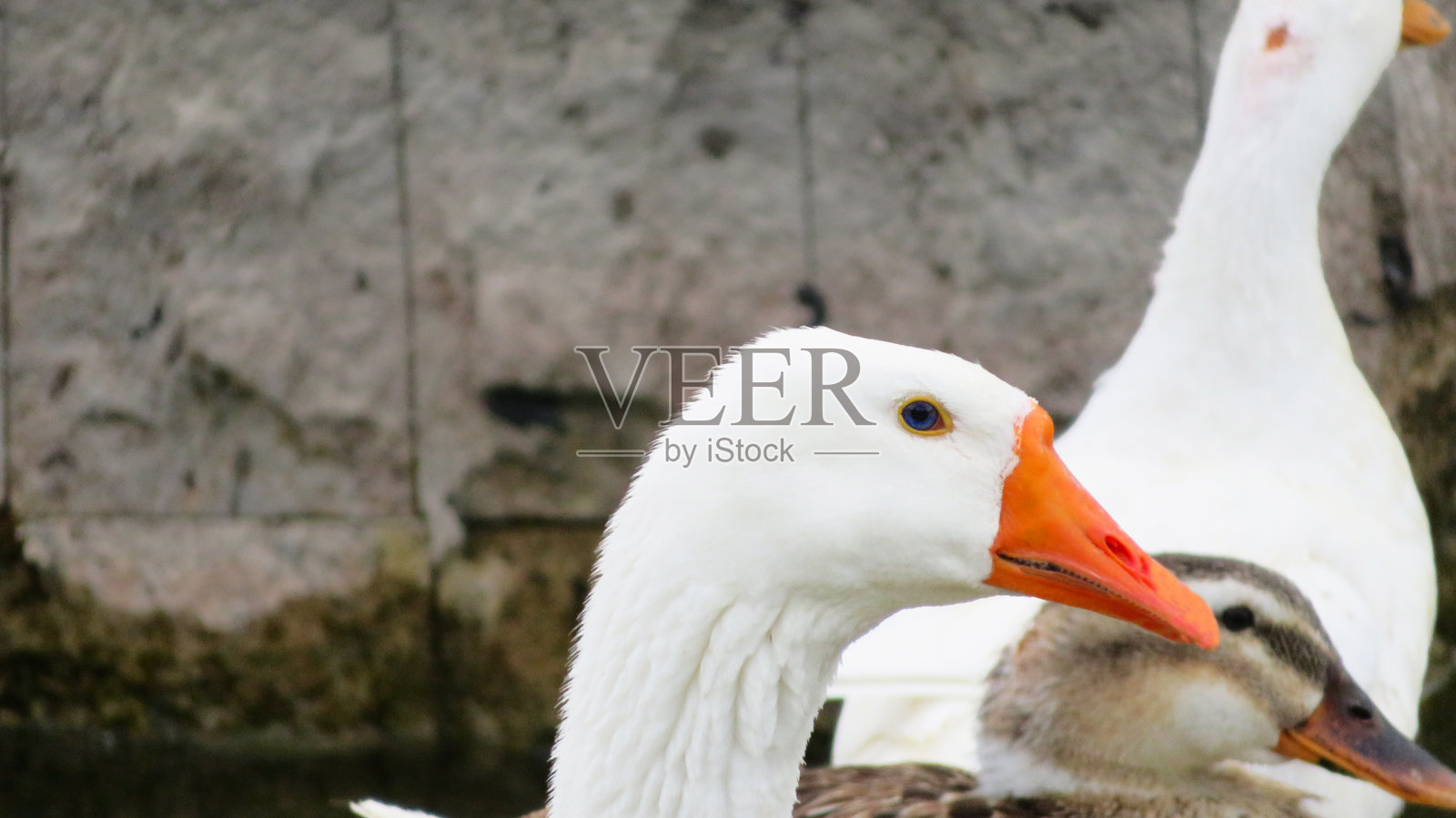 白天鹅照片摄影图片