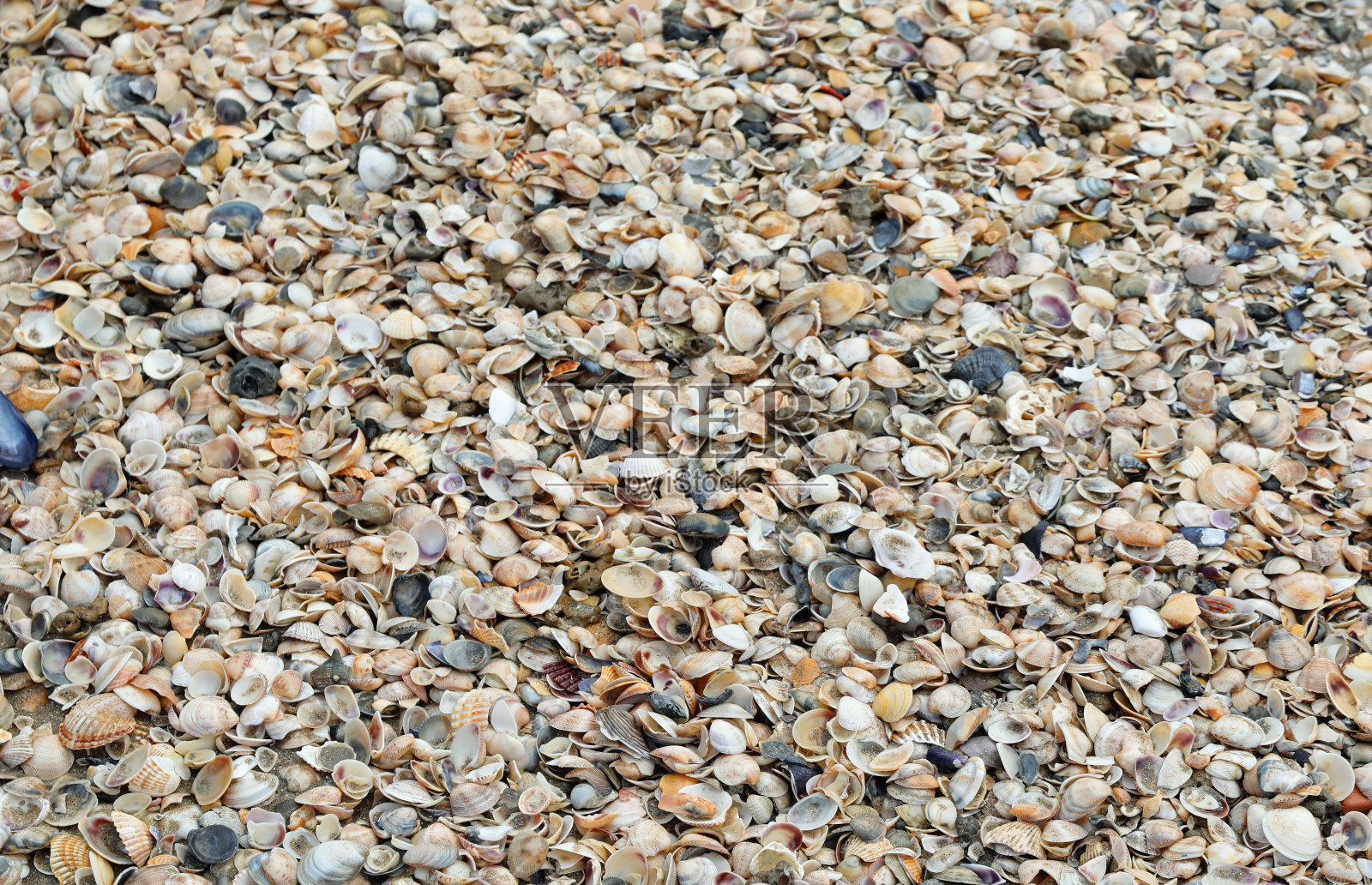 数以千计的各种海洋物种的贝壳照片摄影图片