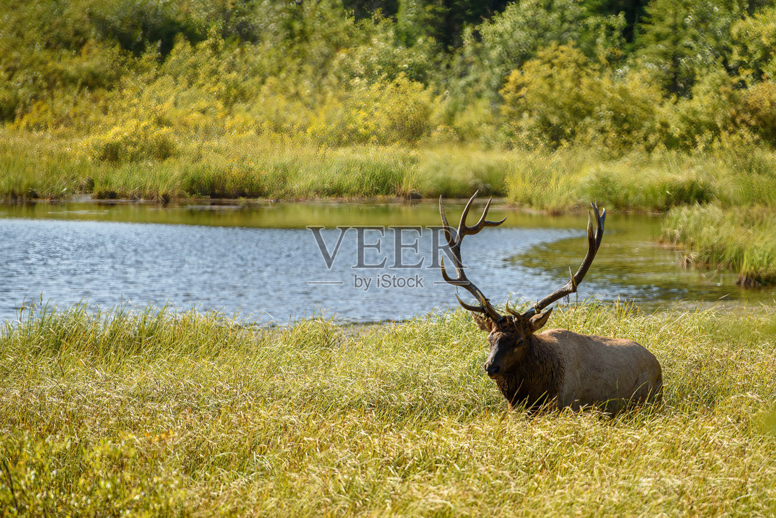一头大公麋鹿在草坡上照片摄影图片
