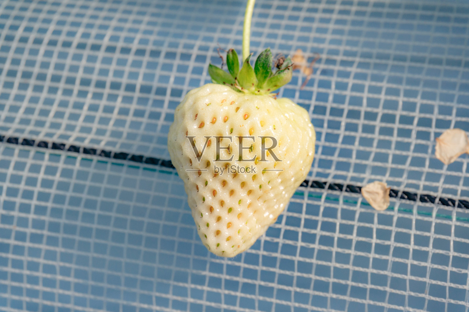 挂在温室里的白色草莓照片摄影图片