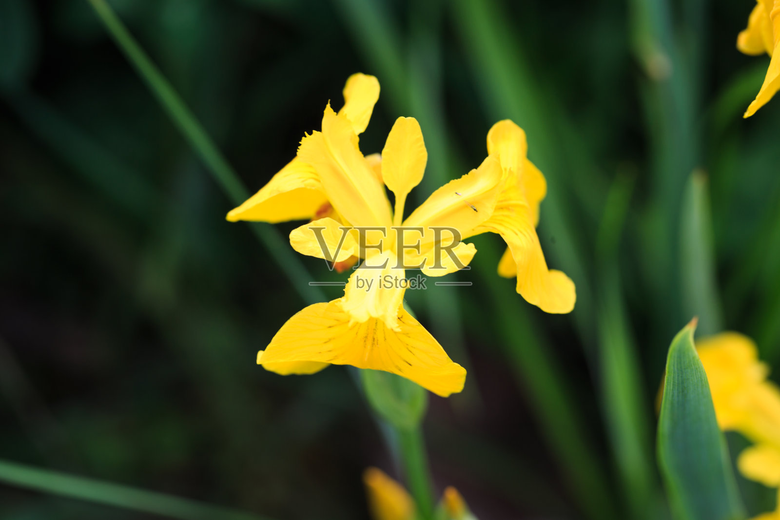 荷兰鸢尾金巨黄。野生动物中的野生鸢尾花。照片摄影图片