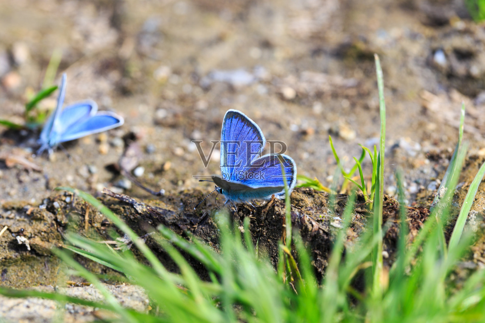 蓝色闪蝶,闪蝶。大闪蝶anaxibia。热带蓝蝴蝶,异国光泽的蓝蝴蝶。照片摄影图片