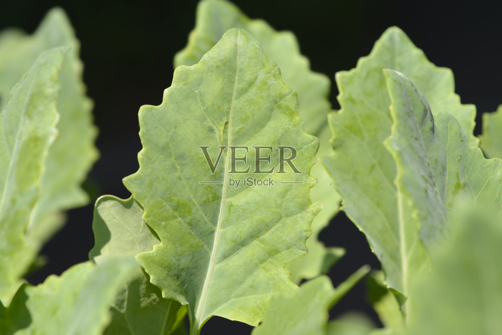 大头菜照片摄影图片