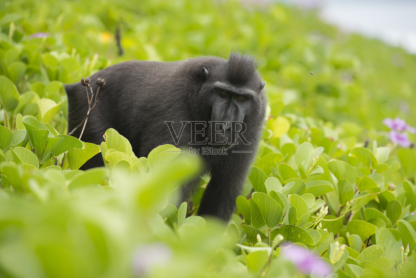 西里伯斯岛冠猕猴照片摄影图片