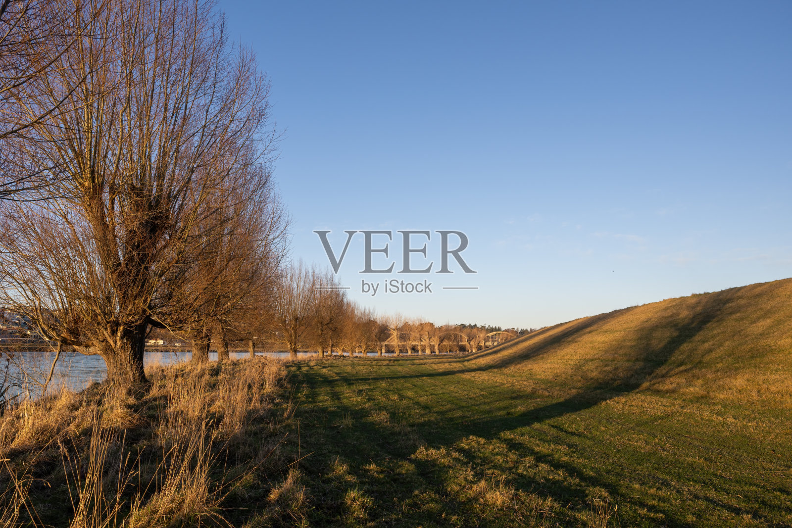 克鲁萨河畔的午后阳光。树后的克鲁塔桥。Balclutha,南奥塔哥。照片摄影图片