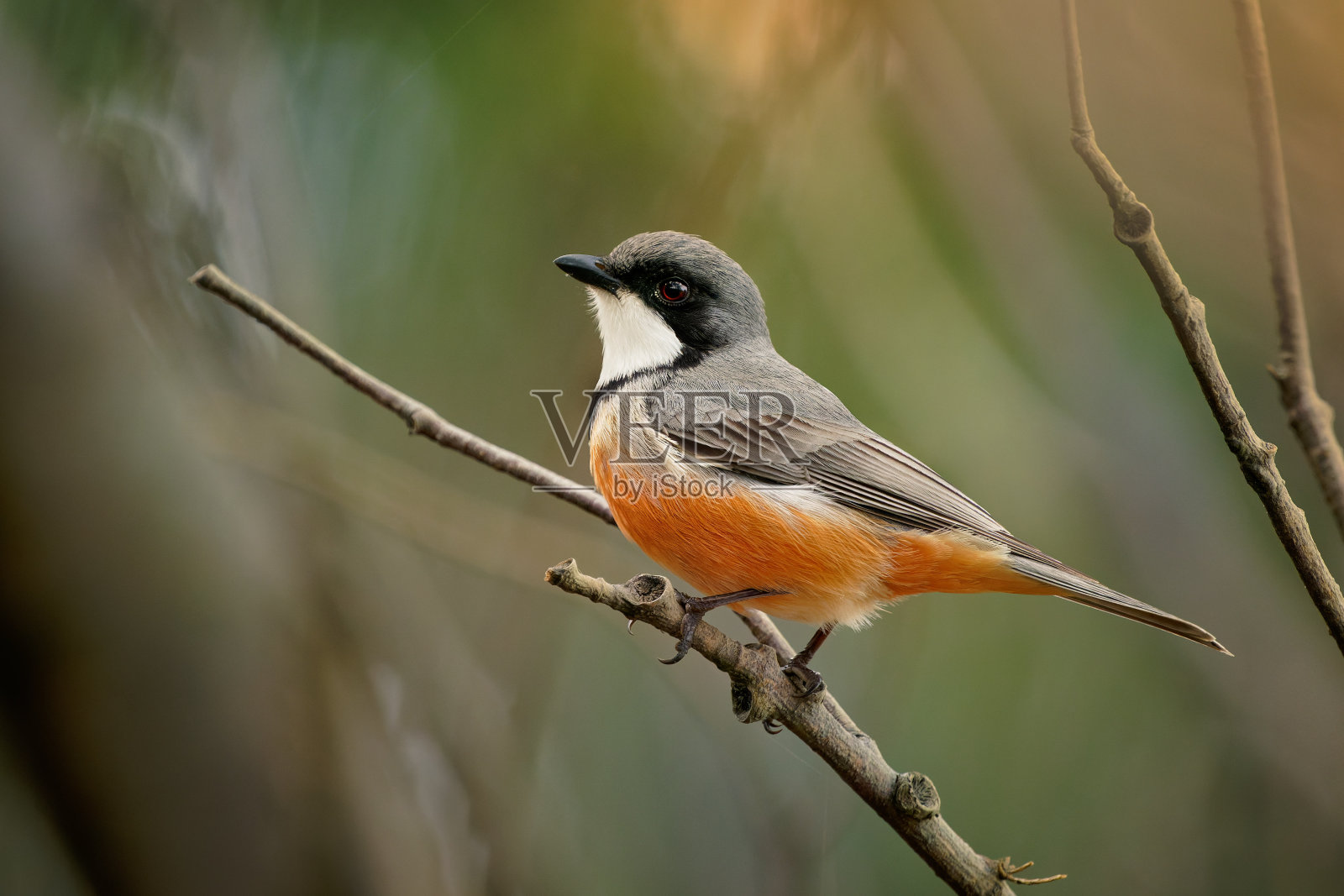 澳大利亚昆士兰的Rufous Whistler (Pachycephala rufiventris)。美丽的彩色澳大利亚鸟,有着橘红色的胸部和腹部,在美丽的森林背景照片摄影图片