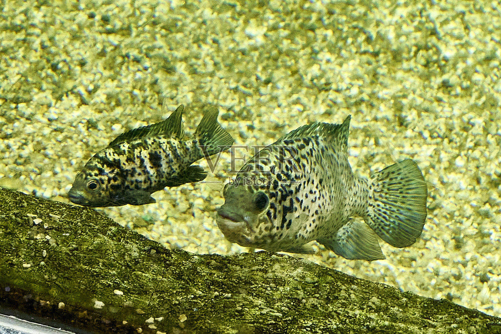 漂浮在海底附近的清水中照片摄影图片