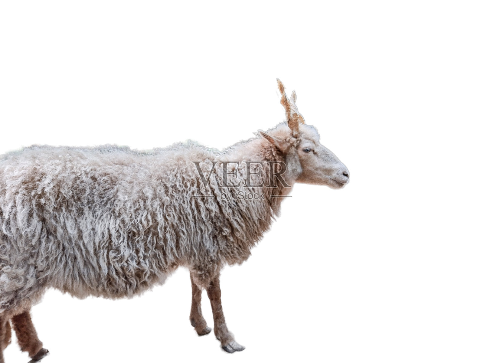 白色的羊(Ovis aries aries Racka)孤立在白色上照片摄影图片