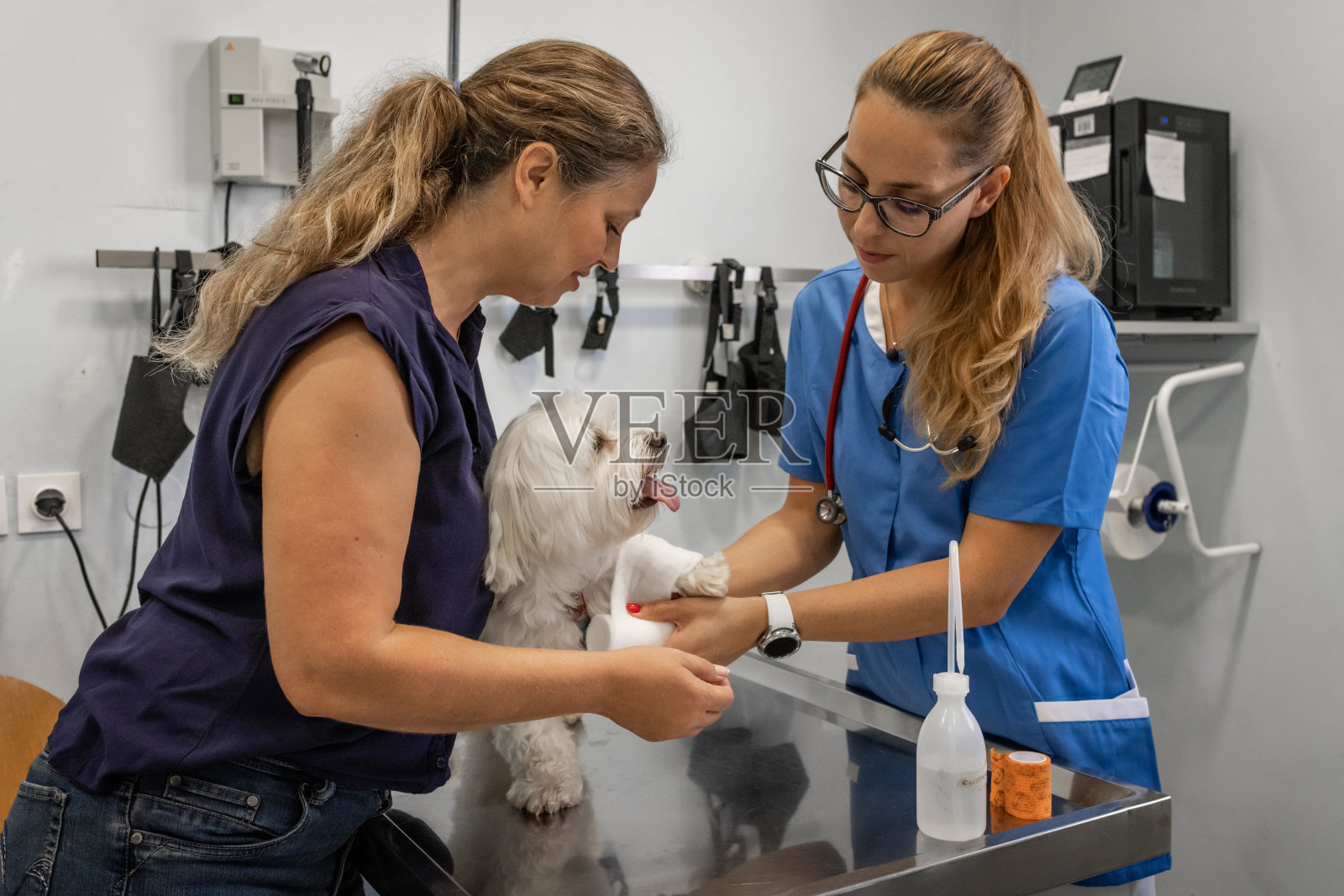 兽医为马耳他犬包扎伤口照片摄影图片