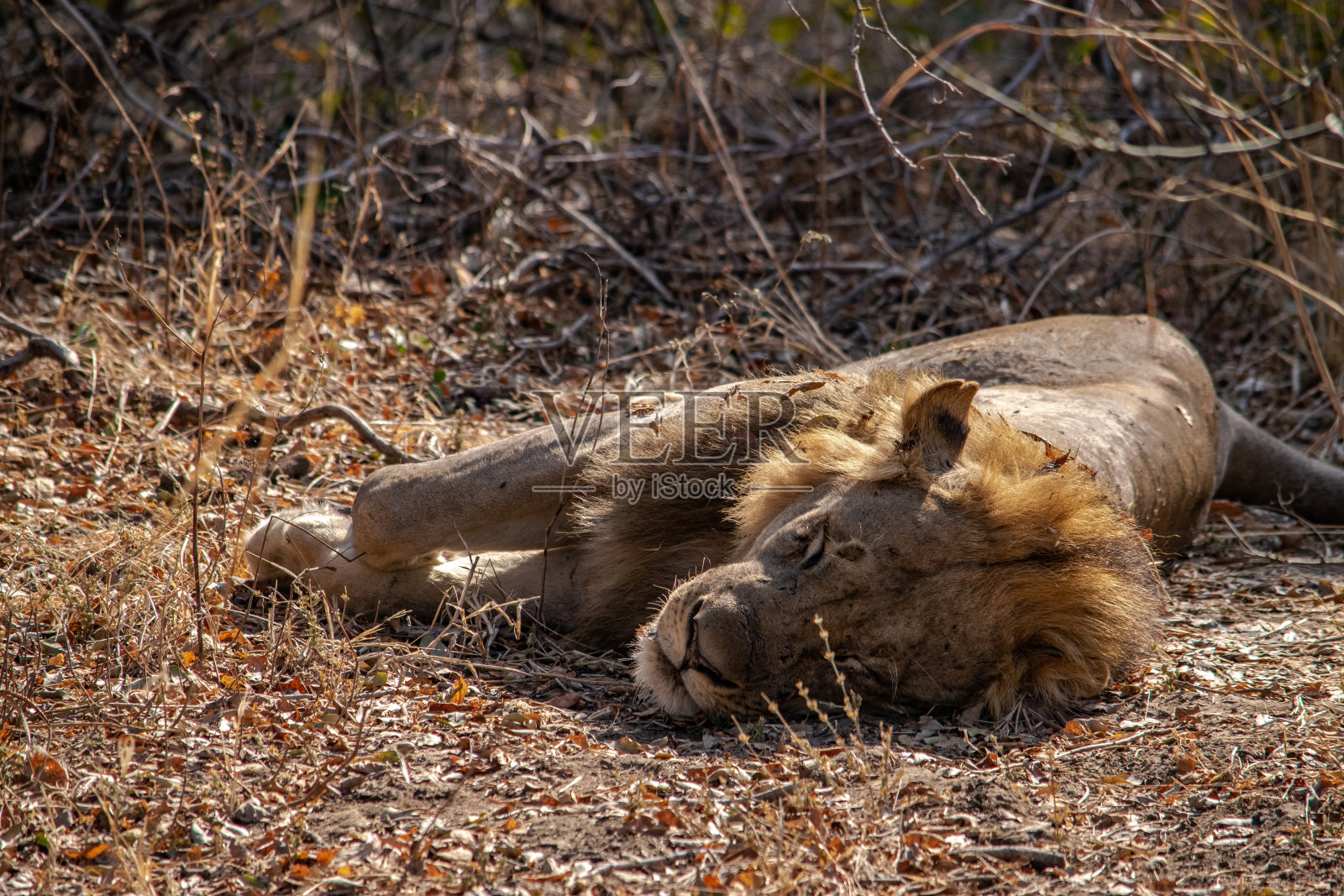 一只美丽的狮子在狩猎后休息的特写照片摄影图片