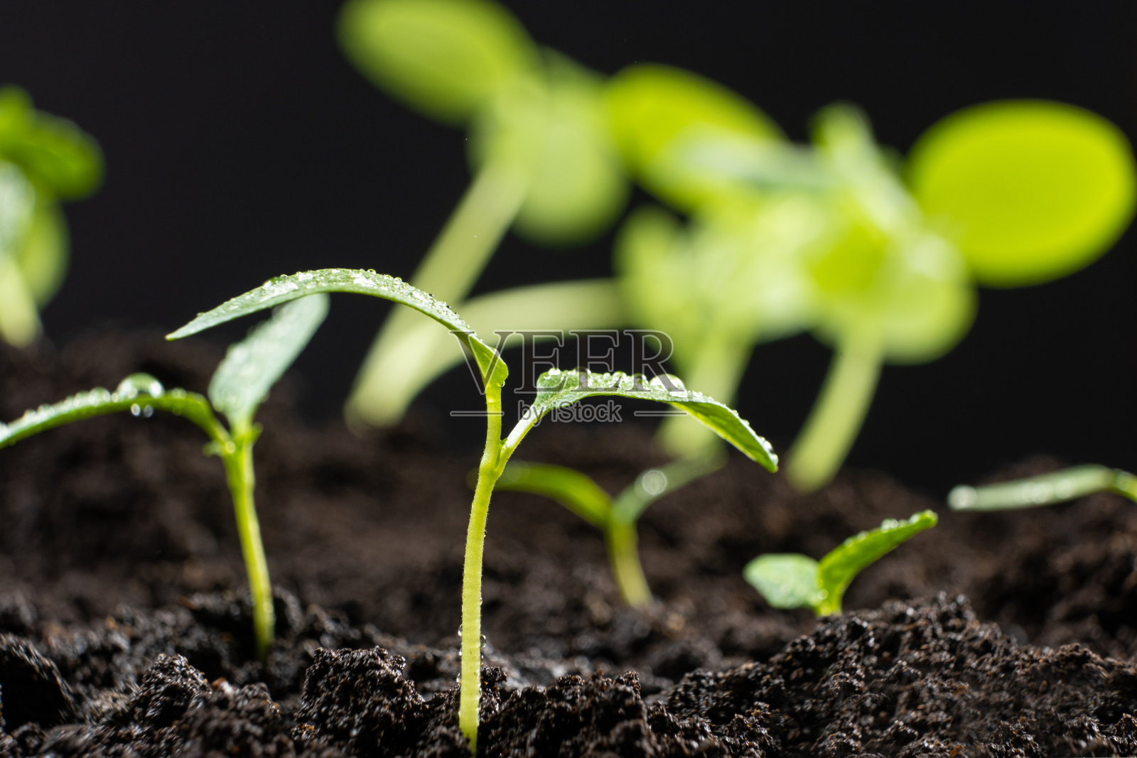 用辣椒种子种植辣椒。5 .花蕾已经生长。照片摄影图片