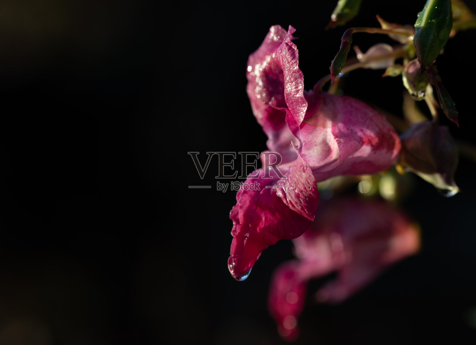 印度香脂花的特写,在黑暗的背景下发光的紫色照片摄影图片