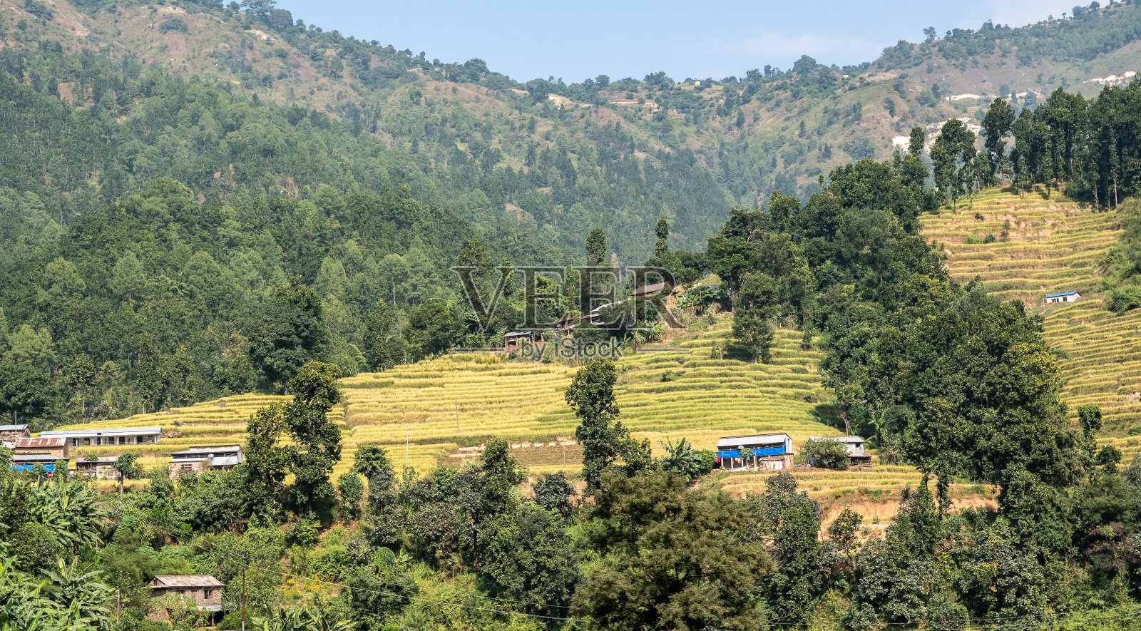 特里舒利山谷边的稻田照片摄影图片