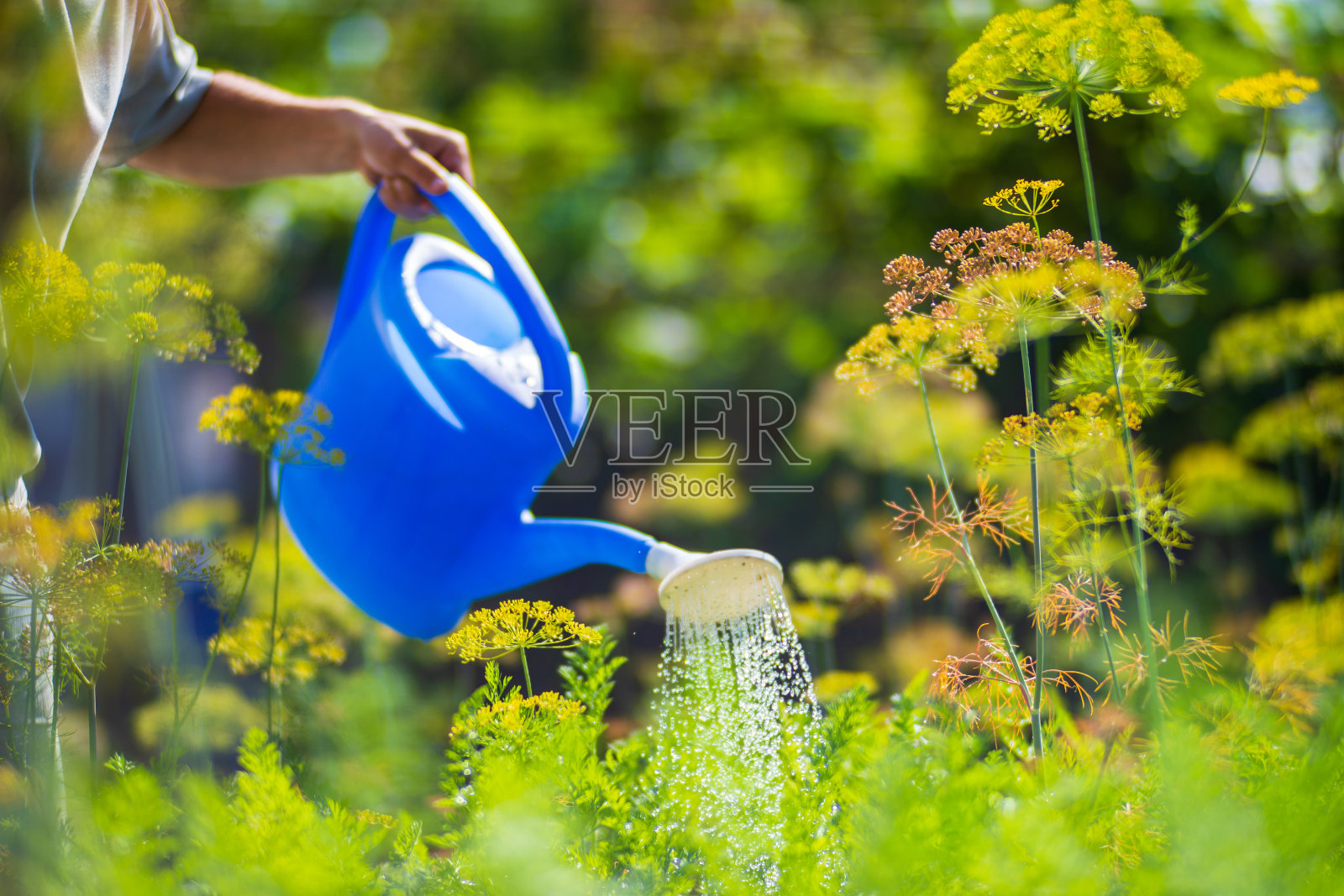 在炎热的夏天用喷壶给种植园里的蔬菜浇水。园艺的概念。种植在床排中的农业植物照片摄影图片