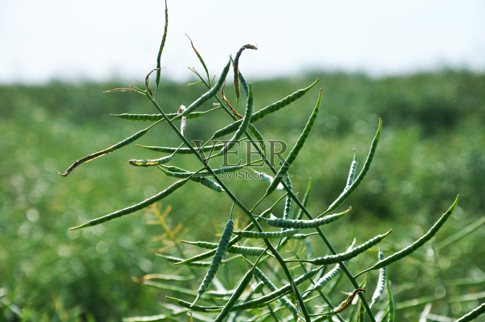 油菜茎具荚照片摄影图片