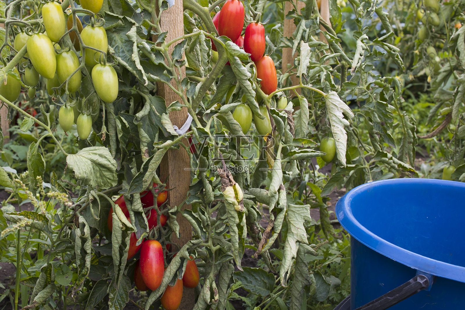 收获——在阳光明媚的日子里,在开阔的花园里种植成熟的红色西红柿照片摄影图片