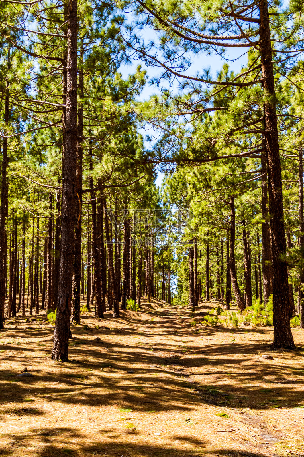 特内里费岛上的松树属松科,在透镜球中反映。照片摄影图片