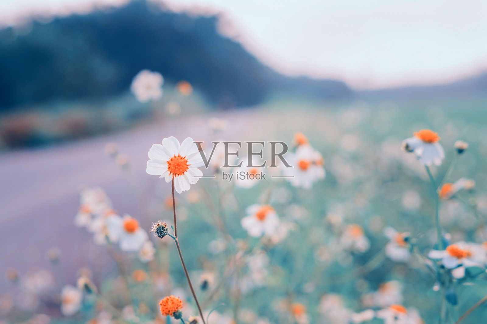 小白花盛开的春天自然背景照片摄影图片