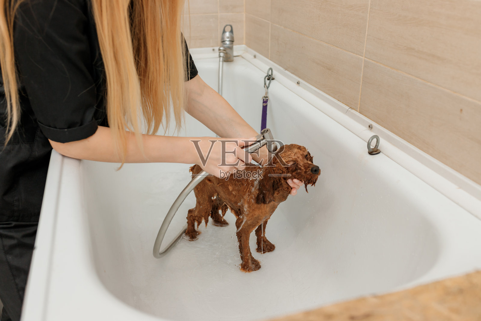 专业的有经验的美容师在洗浴前仔细地清洗茶杯贵宾犬照片摄影图片
