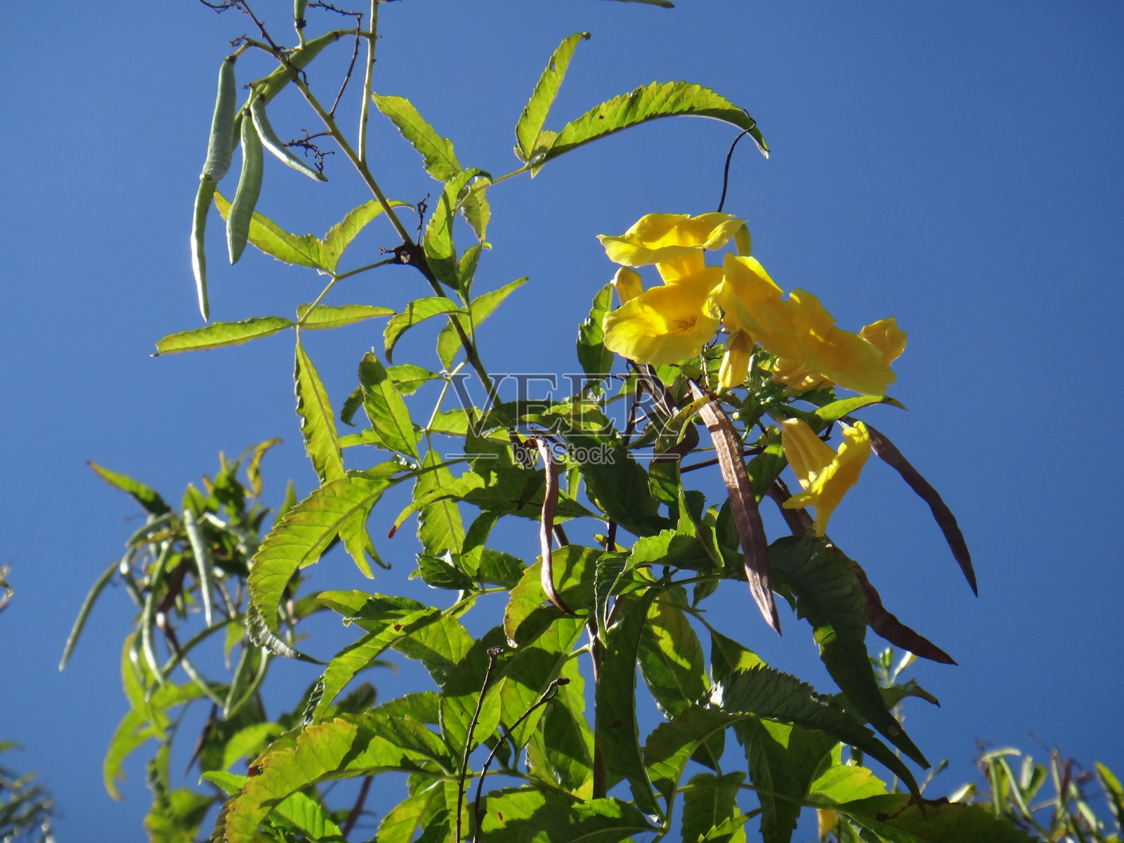 黄铃花(Bignonia stans),以蓝天为背景。花呈金黄色,大而艳丽,钟形漏斗形,五裂,喇叭形。照片摄影图片
