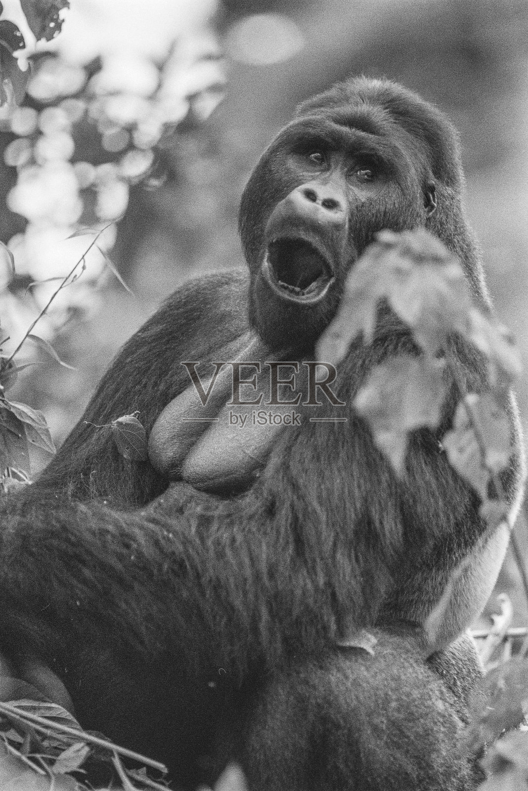 一只山地大猩猩照片摄影图片