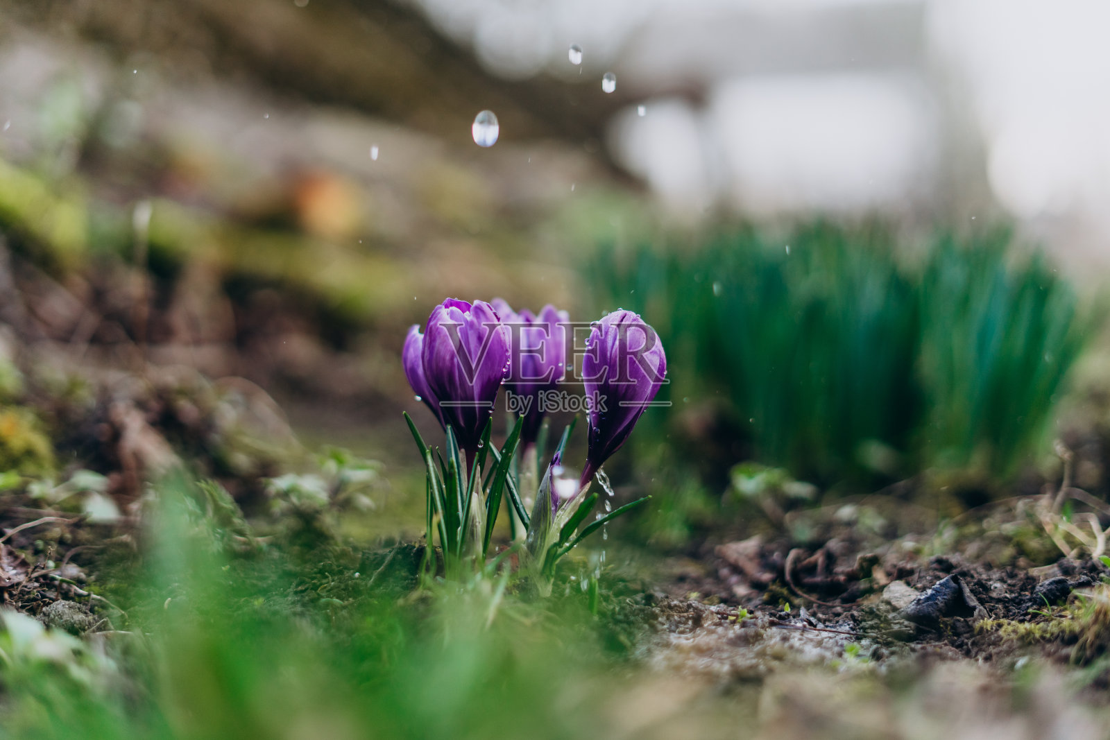 紫色番红花和雨滴。初春的花朵在露珠中绽放。蓝色番红花缀着春雨。红皮书植物。国家自然保护区番红花。照片摄影图片