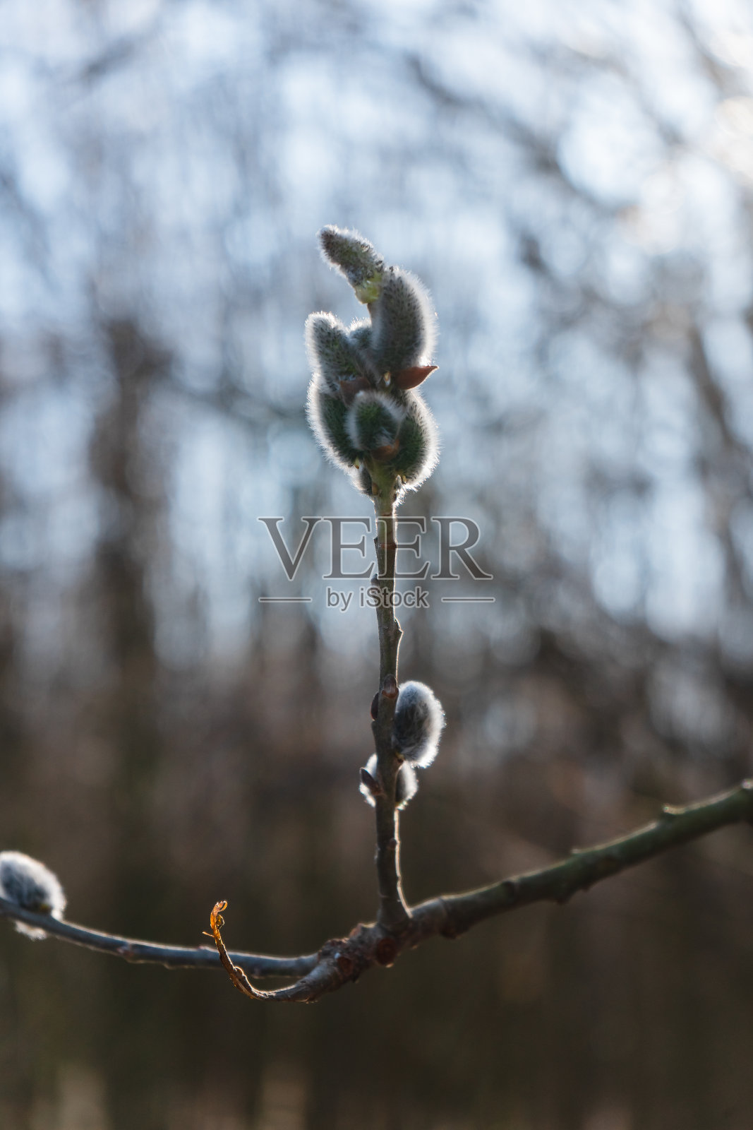 柳猫的背景是万里无云的蓝天。春天阳光明媚的季节,树枝上有灰色的柳絮。青翠的小森林背景上的柳枝。照片摄影图片