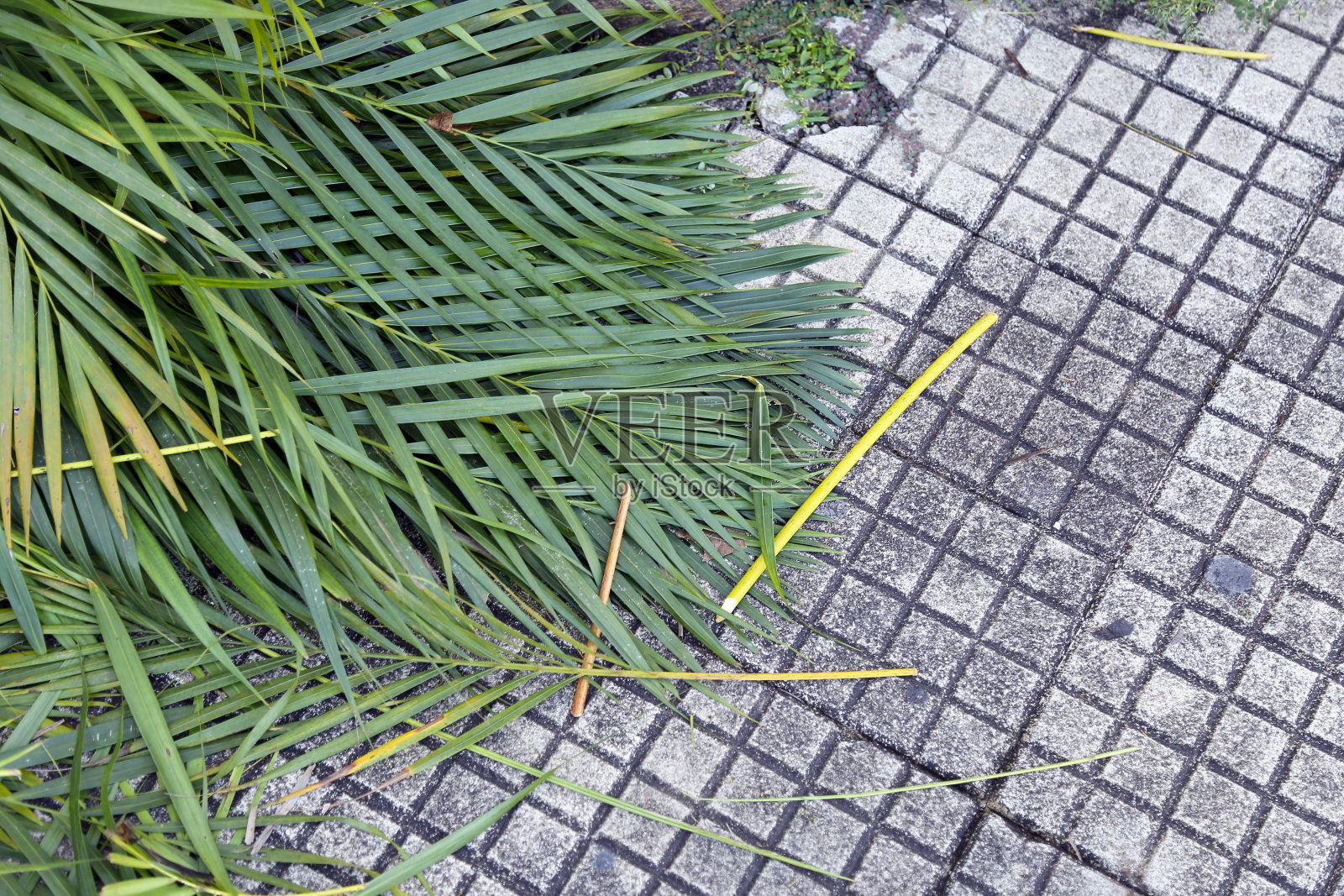 圣周棕枝主日 - 宗教象征照片摄影图片