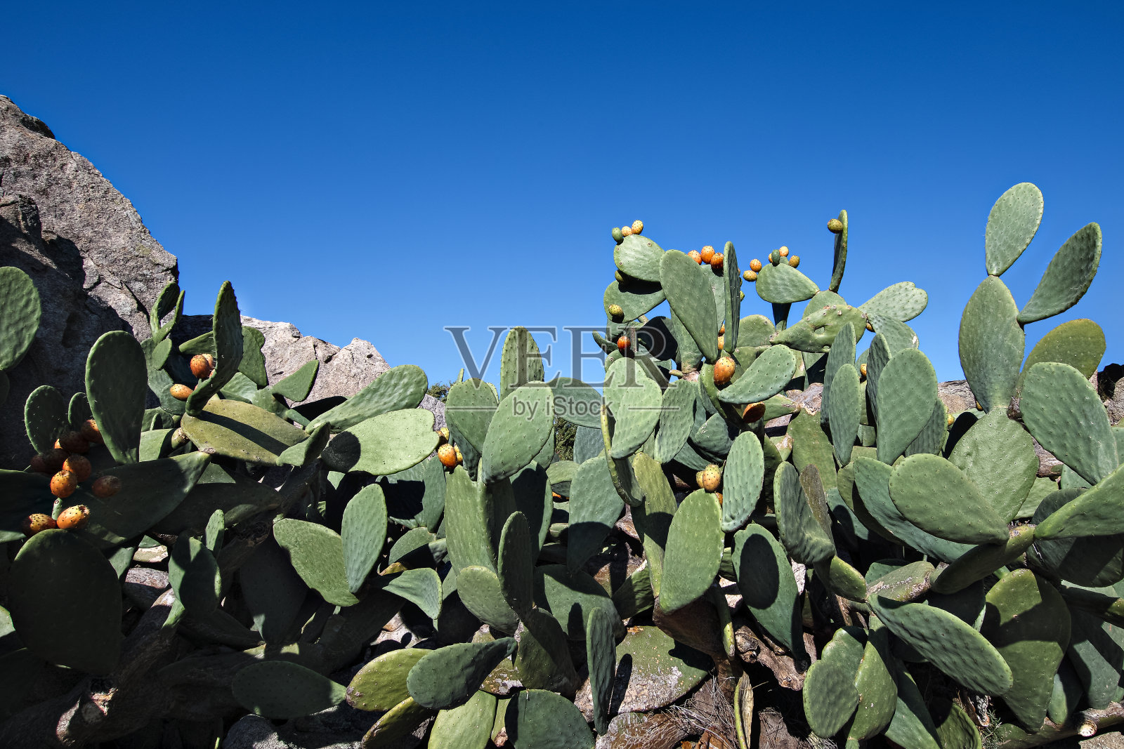 不同的刺梨植物和他们多汁的成熟果实在蓝色的背景照片摄影图片