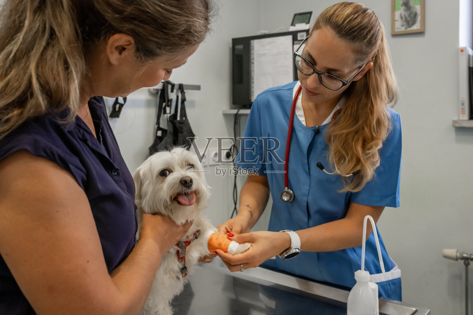 兽医为马耳他犬包扎伤口照片摄影图片