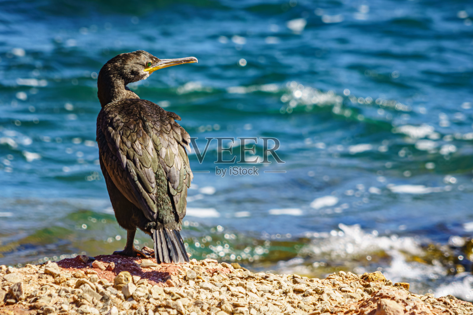 卡拉莫雷尔的鸬鹚。米诺卡岛。西班牙照片摄影图片
