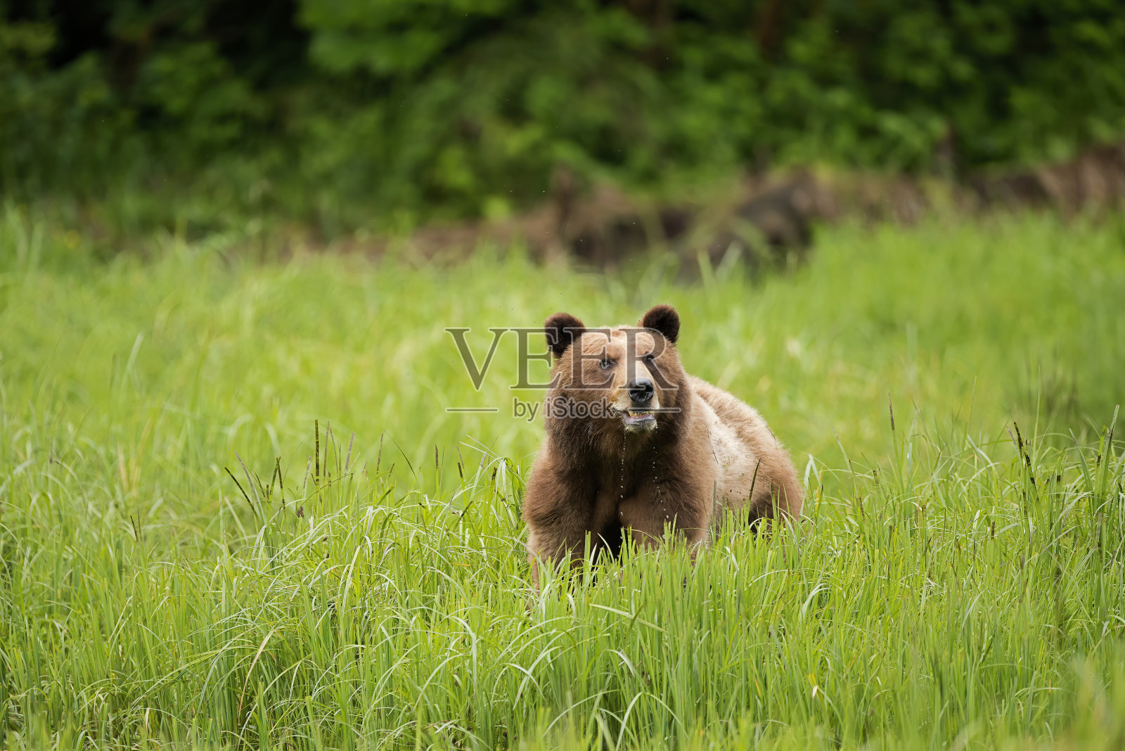 灰熊照片摄影图片