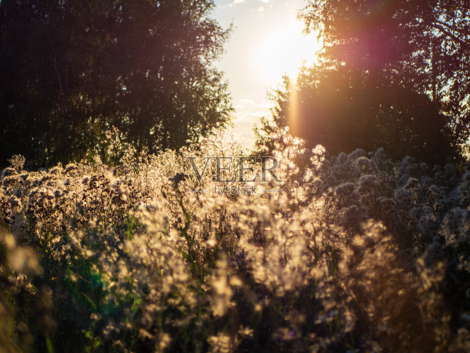 草地上的蓟花,种子蓬松。傍晚的灯光,美丽的晚霞,中性的色彩。自然趋势背景,网站横幅照片摄影图片