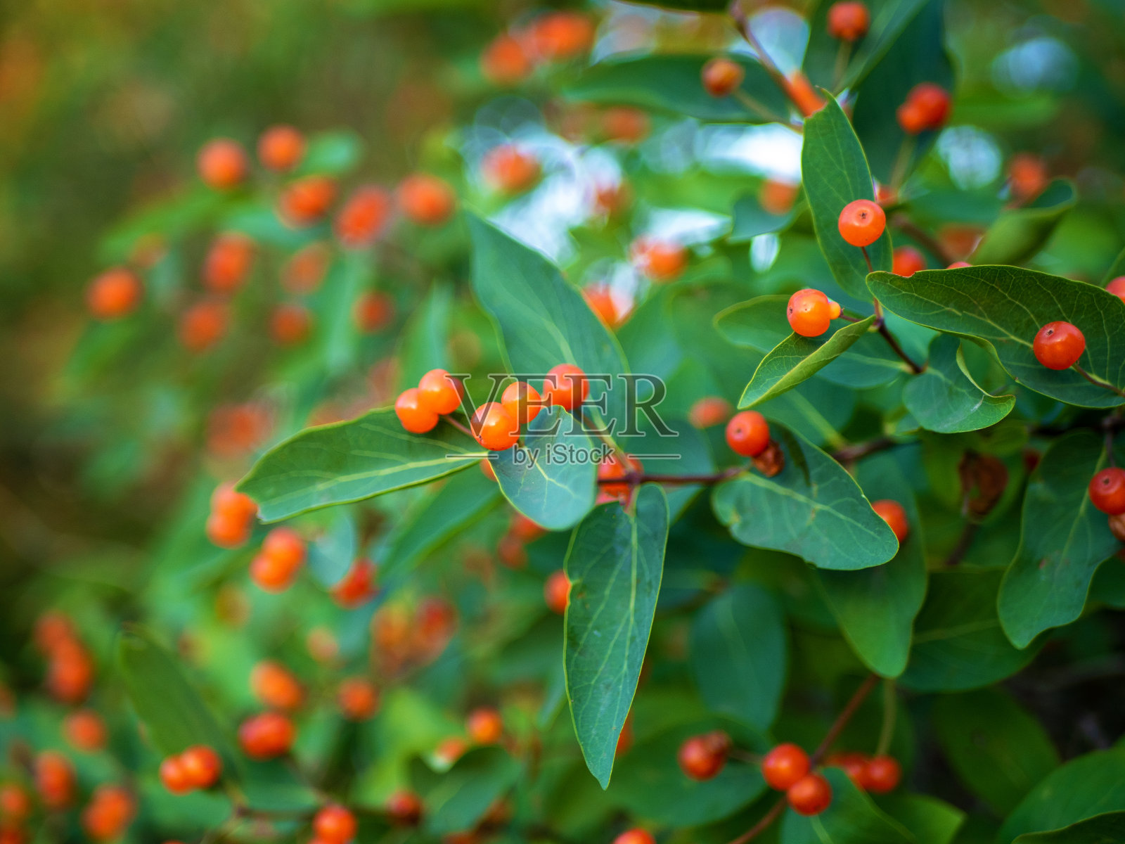鞑靼金银花是金银花科的金银花属植物,是一种观赏灌木照片摄影图片