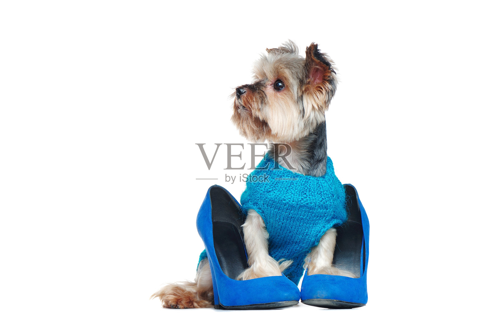 穿着毛衣的狗,爪子放在鞋子里,望着一边照片摄影图片