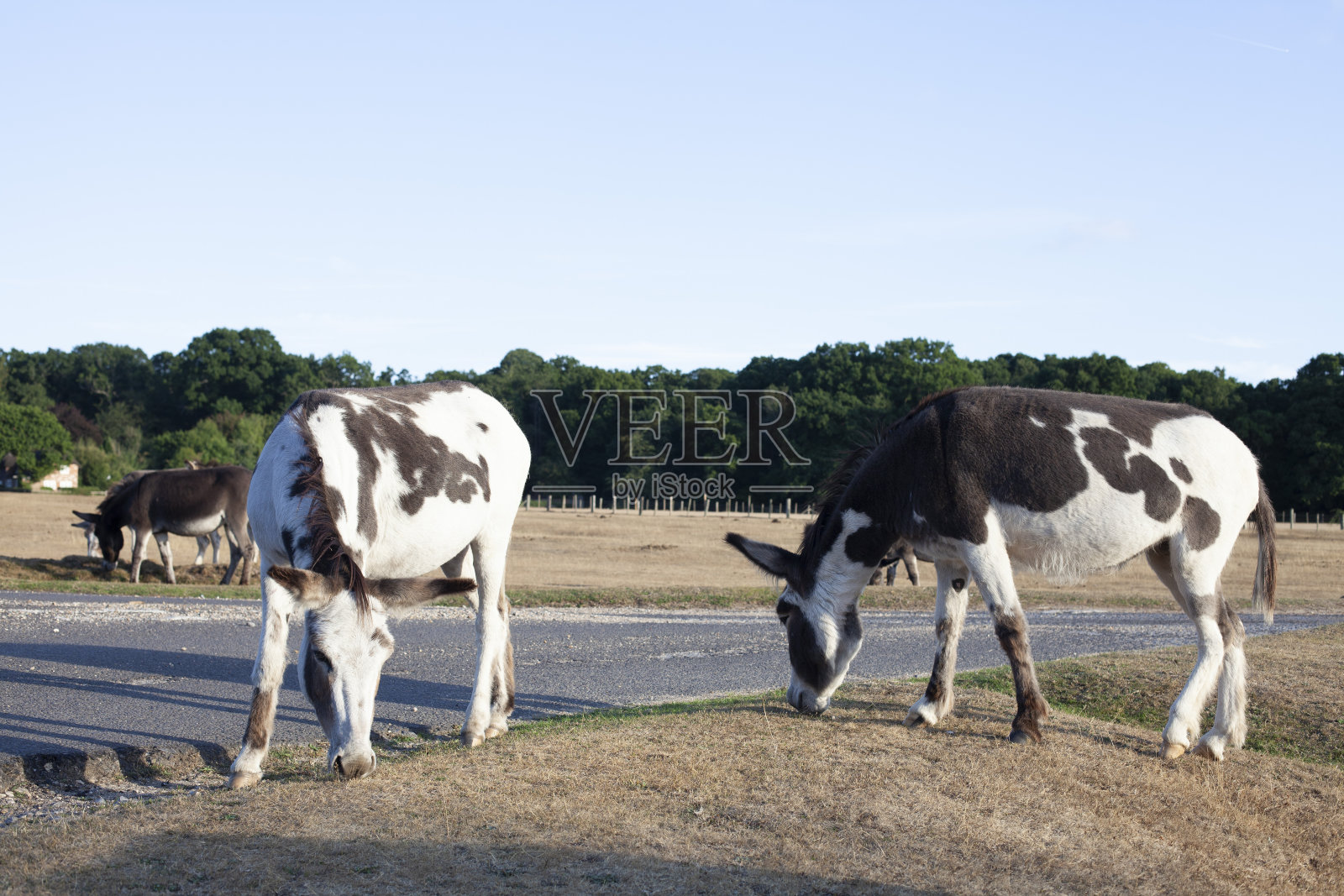 驴在草地上吃草照片摄影图片