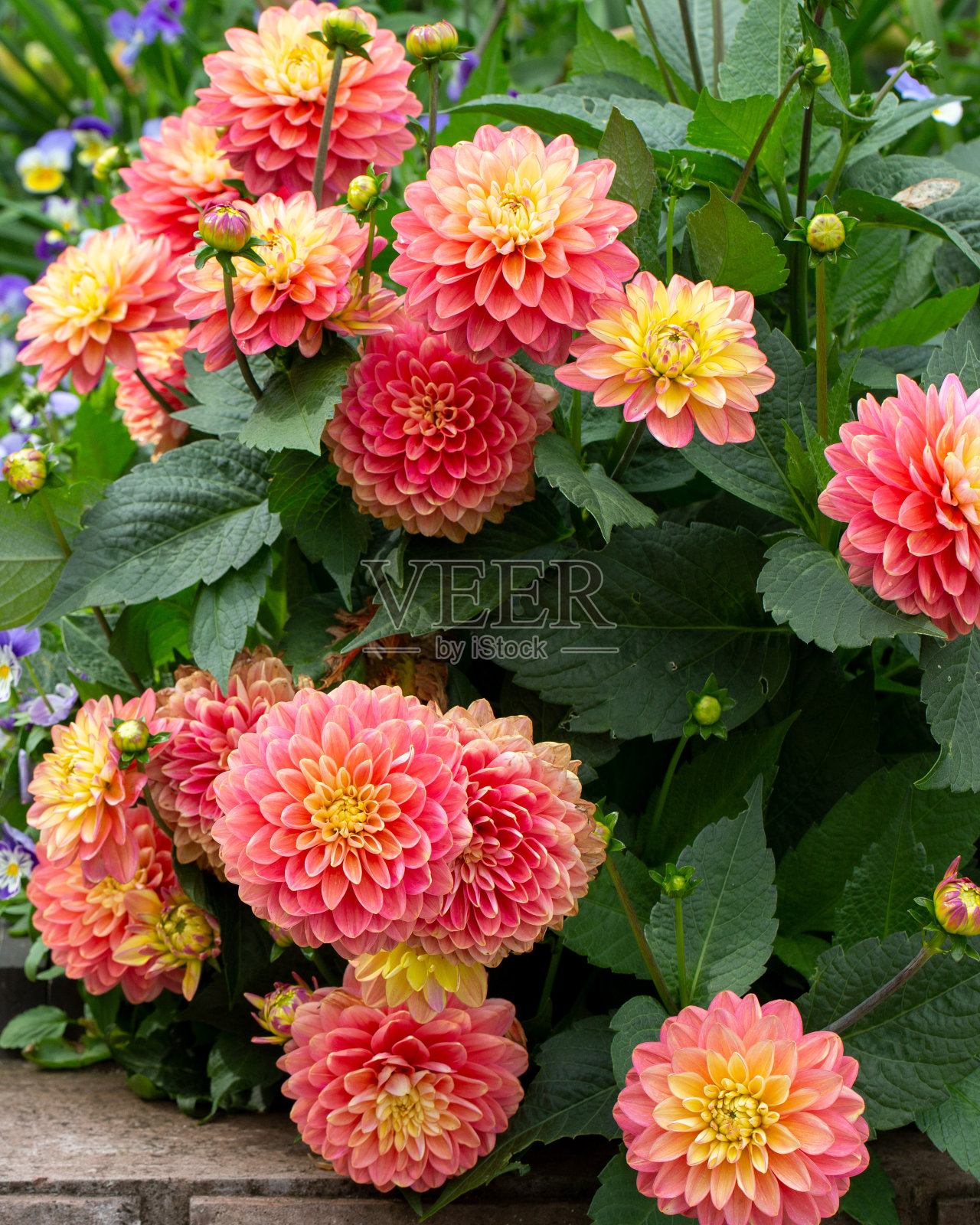 华丽的粉红色大丽花。园艺,常年鲜花。花的背景。照片摄影图片