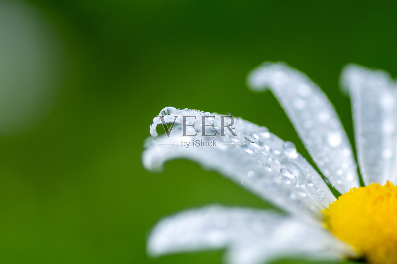 湿润的花瓣照片摄影图片