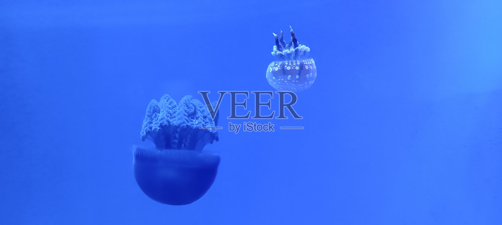 水族馆里的水母 免版税的库存图片 水族馆里的水母 免版税的库存图片 水族馆里的水母 免版税的库存图片 蓝色背景鱼缸里的水母照片摄影图片