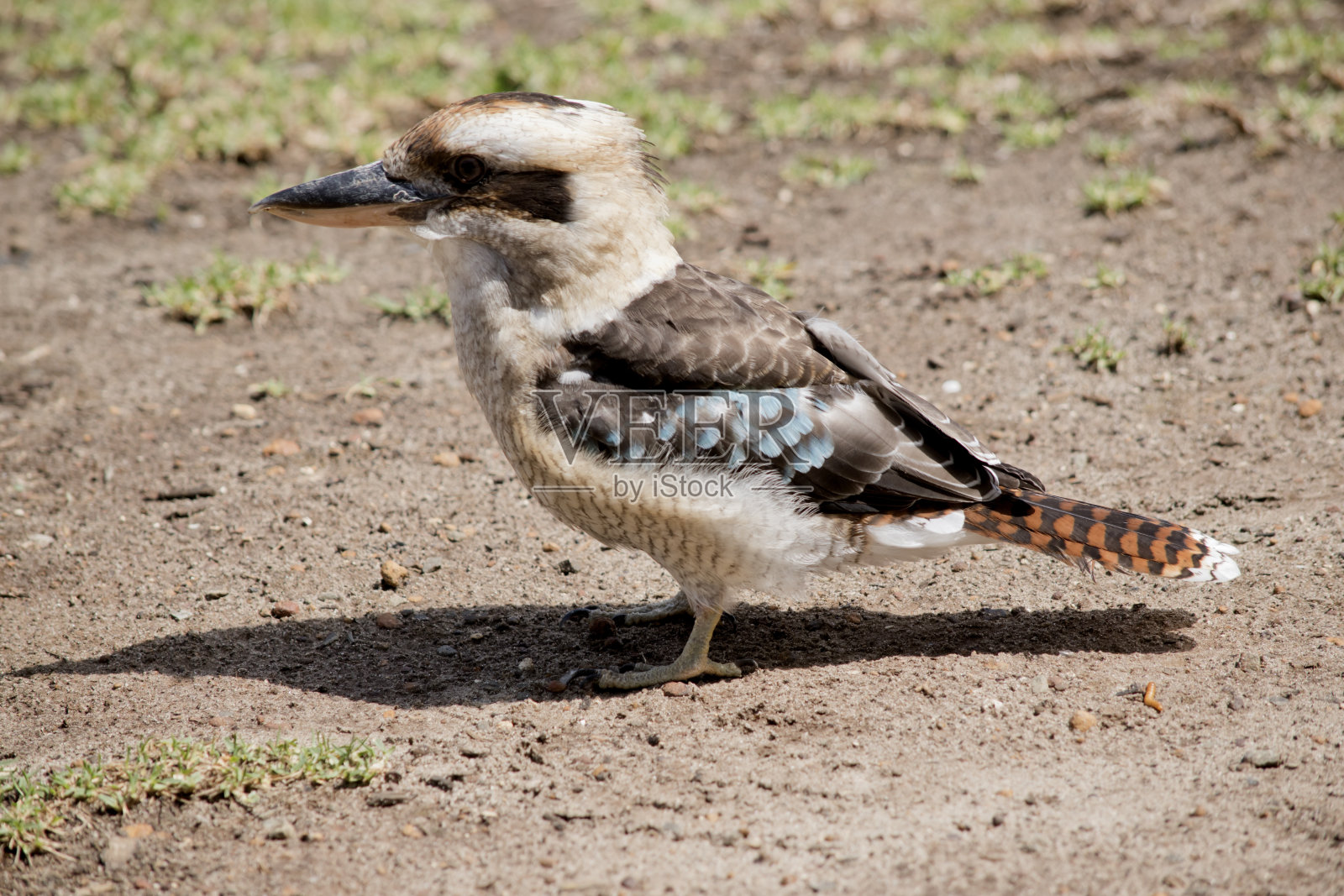 笑翠鸟正在寻找食物照片摄影图片