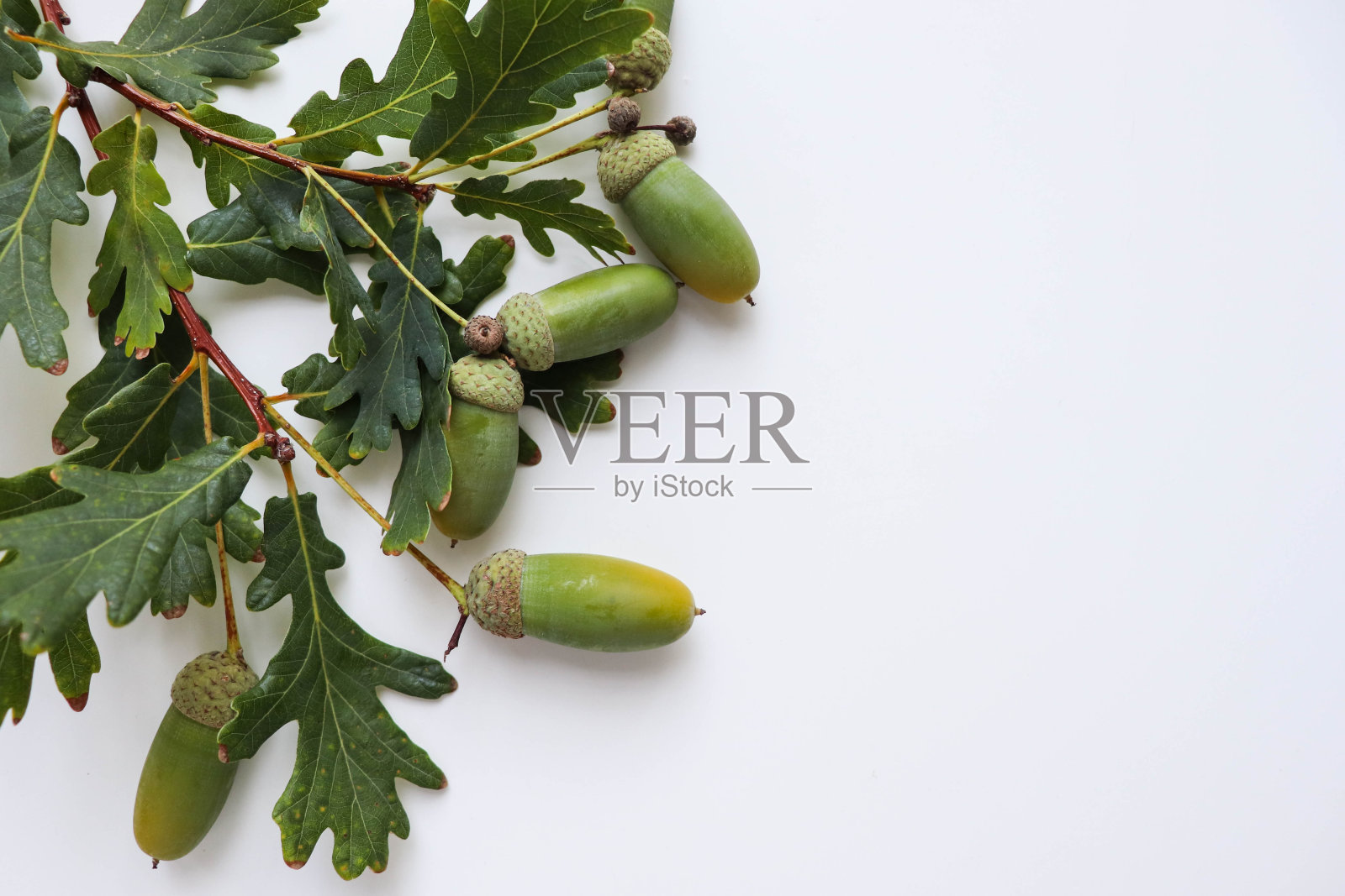 白色背景上有橡子的橡树枝照片摄影图片