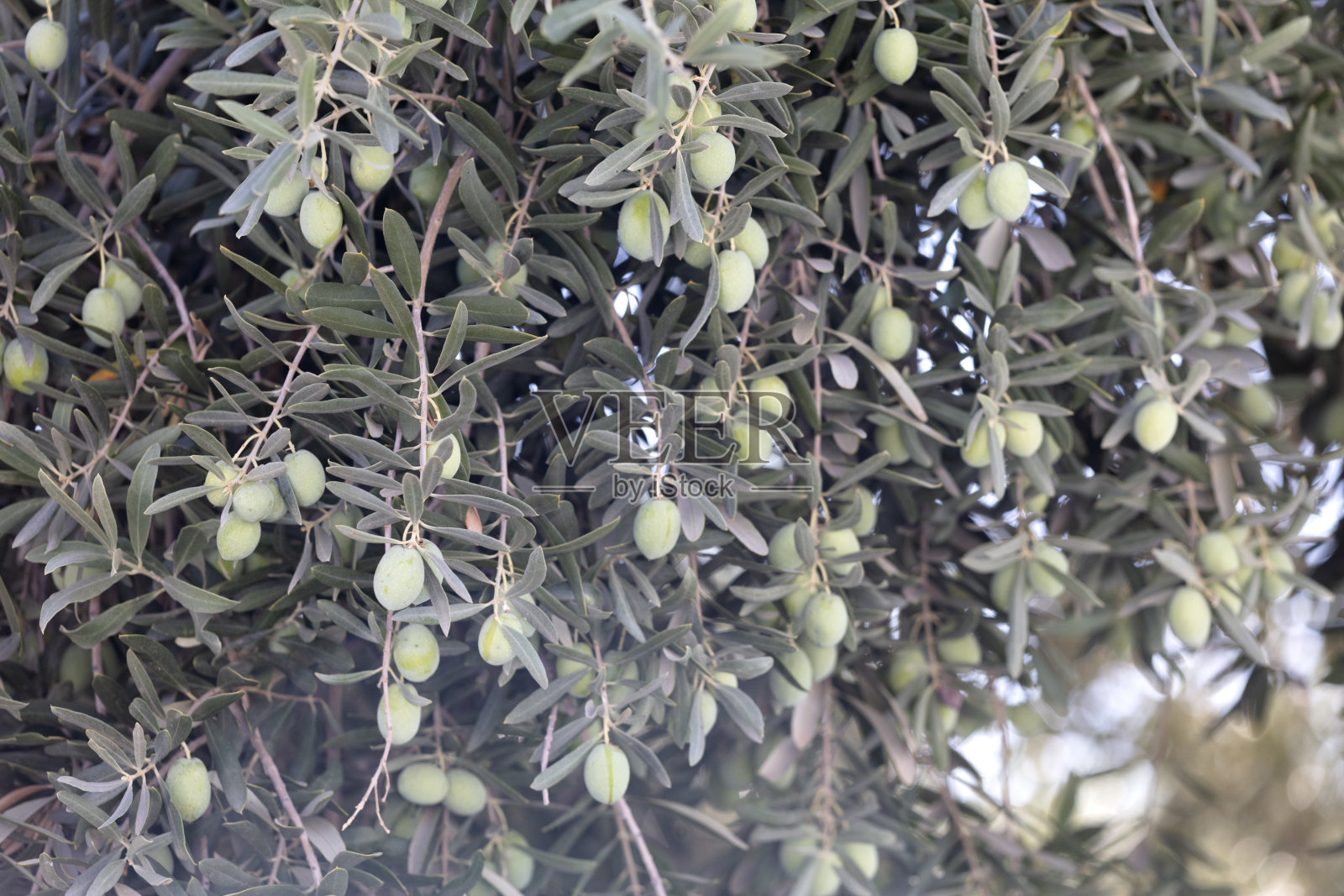 橄榄枝照片摄影图片