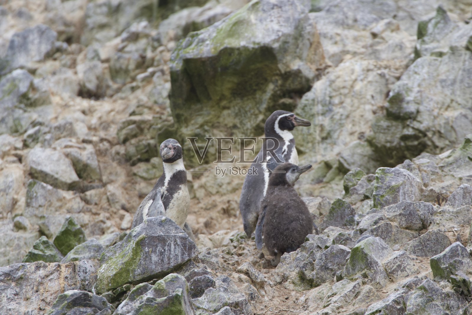 秘鲁巴列斯塔斯群岛,一群企鹅的肖像照片摄影图片