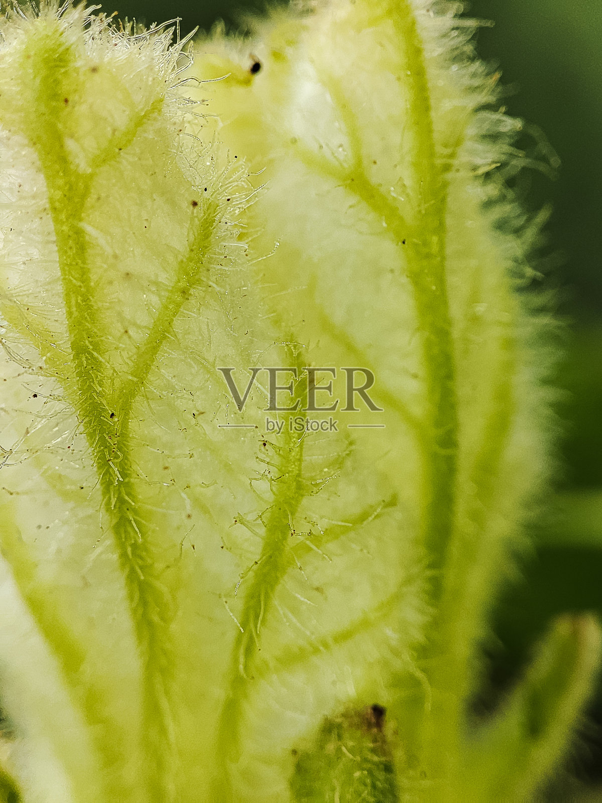 南瓜叶嫩芽照片摄影图片