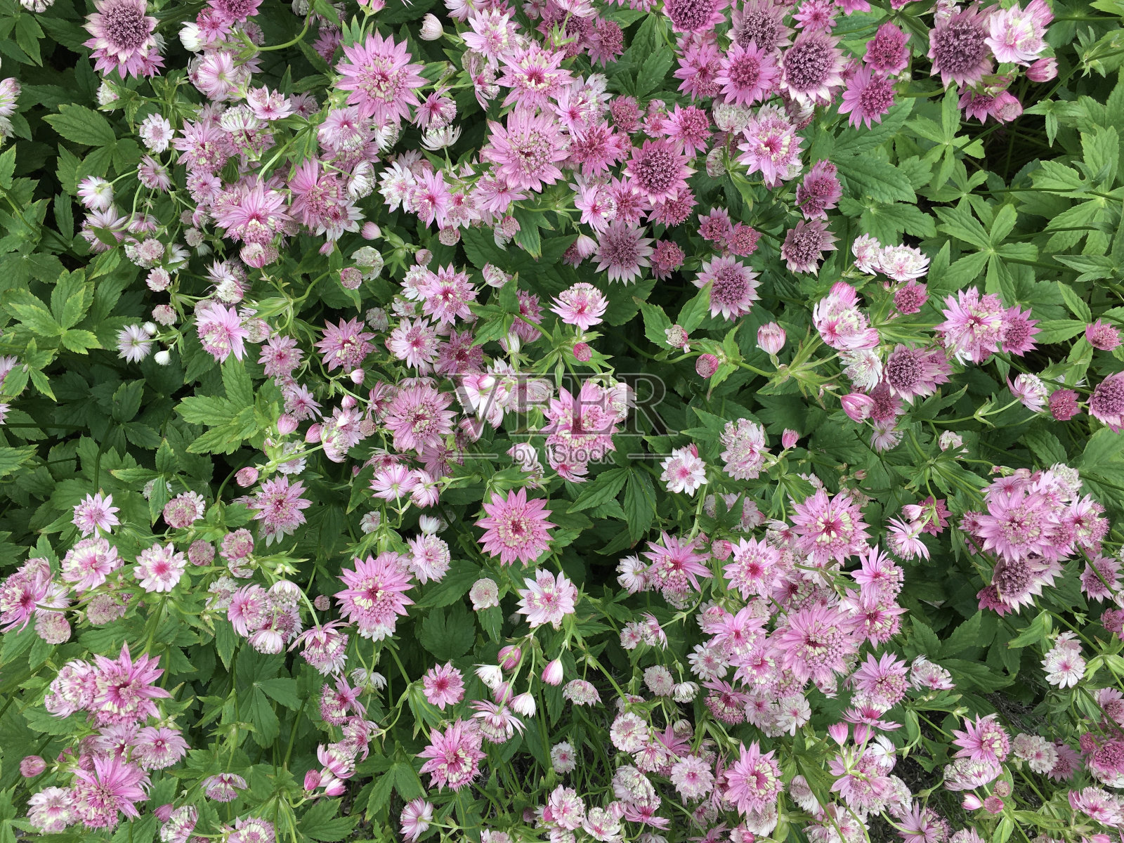 从上面看,成群的淡紫色、粉色和奶油色的紫檀花在夏天照片摄影图片